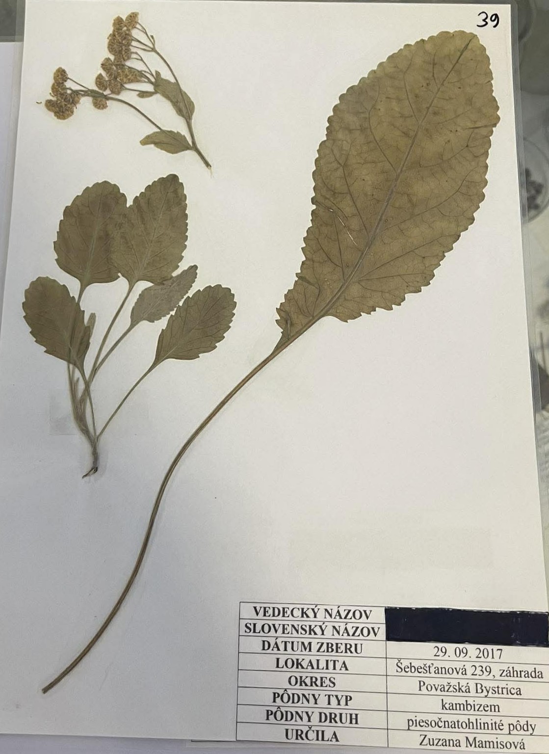 Rastlina Tanacetum balsamita